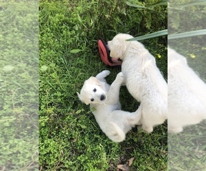 English Cream Golden Retriever Puppy for Sale in THOUSAND OAKS, California USA