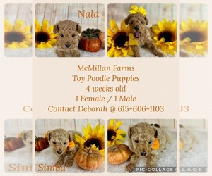 Poodle (Toy) Puppy for sale in COTTONTOWN, TN, USA