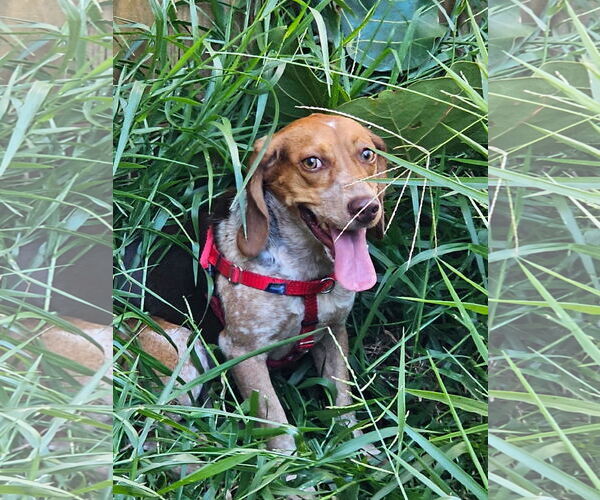 Medium Photo #4 Beagle Puppy For Sale in Tampa, FL, USA
