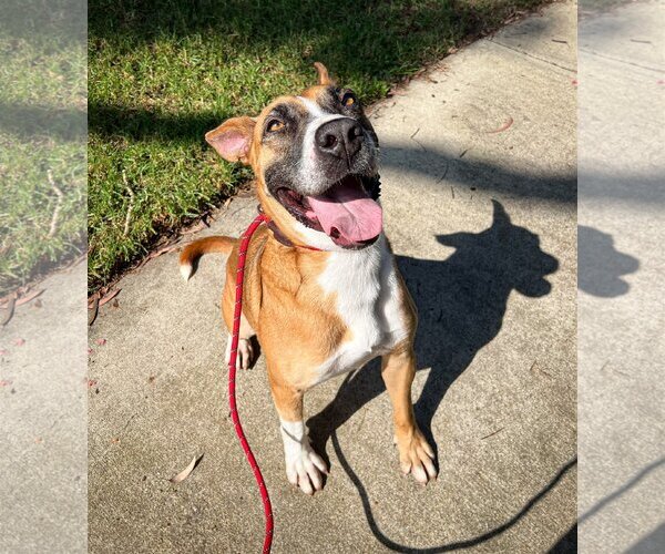 Medium Photo #2 Australian Shepherd-Boxer Mix Puppy For Sale in Newport Beach, CA, USA