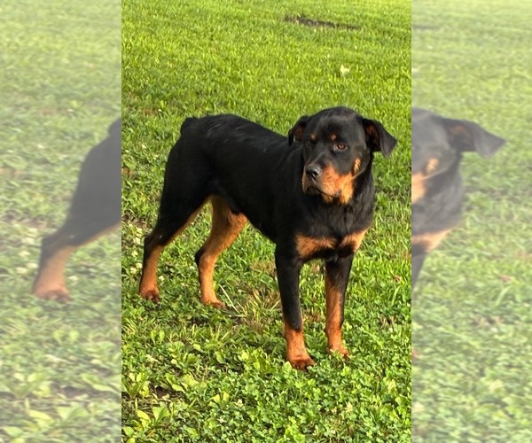 Medium Photo #3 Rottweiler Puppy For Sale in SHELL KNOB, MO, USA
