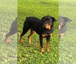 Small #2 Rottweiler