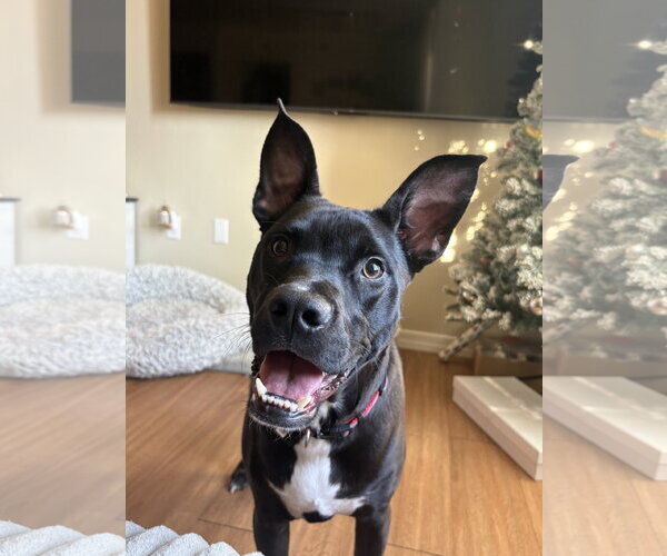Medium Photo #2 American Staffordshire Terrier-Boston Terrier Mix Puppy For Sale in Phoenix, AZ, USA