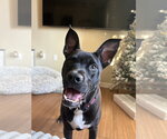 Small #1 American Staffordshire Terrier-Boston Terrier Mix