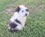Puppy Cupid Aussiedoodle-Australian Shepherd Mix