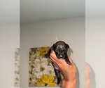 Small #2 American Bully