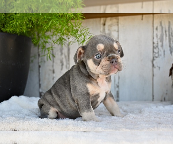 Medium Photo #3 French Bulldog Puppy For Sale in MILLERSBURG, OH, USA