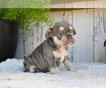 Small #2 French Bulldog