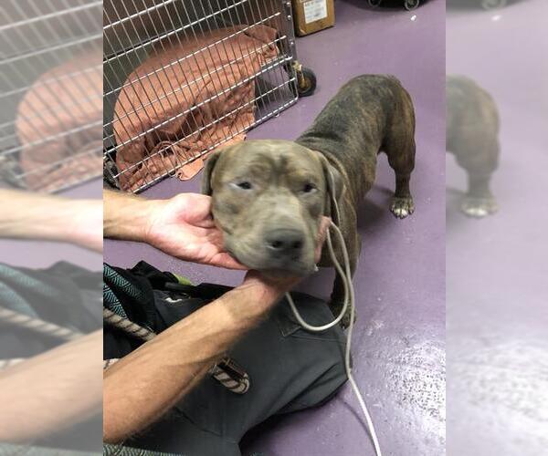 Medium Photo #1 American Pit Bull Terrier-Unknown Mix Puppy For Sale in Long Beach, CA, USA