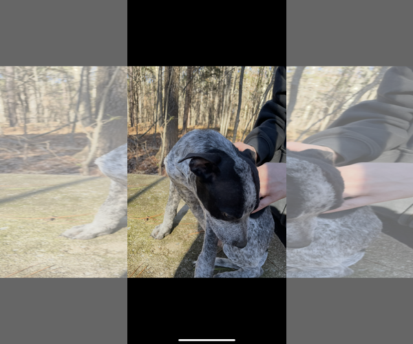 Medium Photo #4 Beagle-Catahoula Leopard Dog Mix Puppy For Sale in York, SC, USA