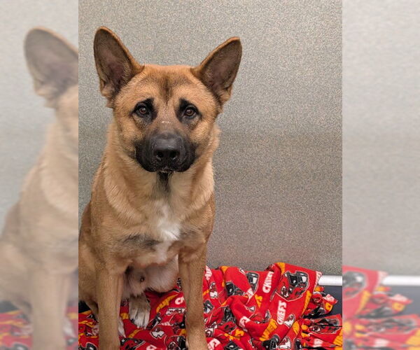 Medium Photo #1 Akita-German Shepherd Dog Mix Puppy For Sale in Lee's Summit, MO, USA