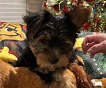 Small Photo #3 Yorkshire Terrier Puppy For Sale in MERCED, CA, USA