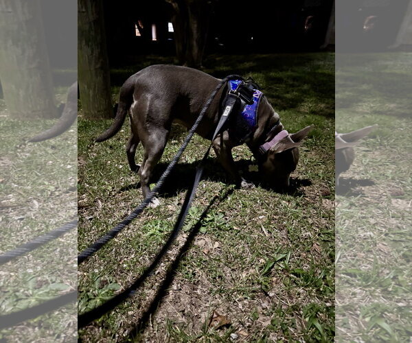 Medium Photo #6 Staffordshire Bull Terrier-Unknown Mix Puppy For Sale in Holly Springs, NC, USA