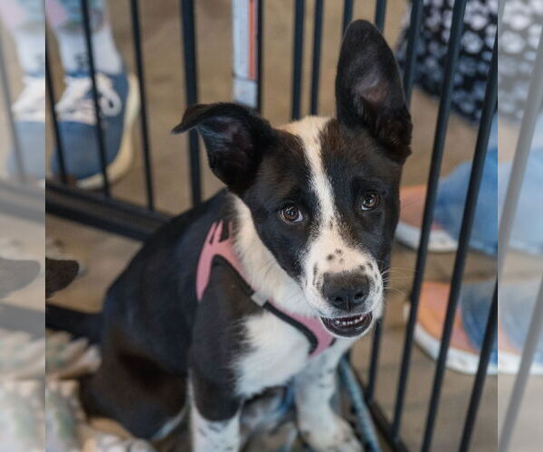 Medium Photo #10 Huskies -Unknown Mix Puppy For Sale in Fargo, ND, USA