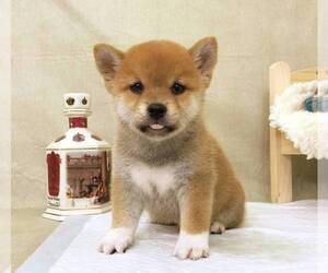 Shiba Inu Puppy for sale in LOS ANGELES, CA, USA