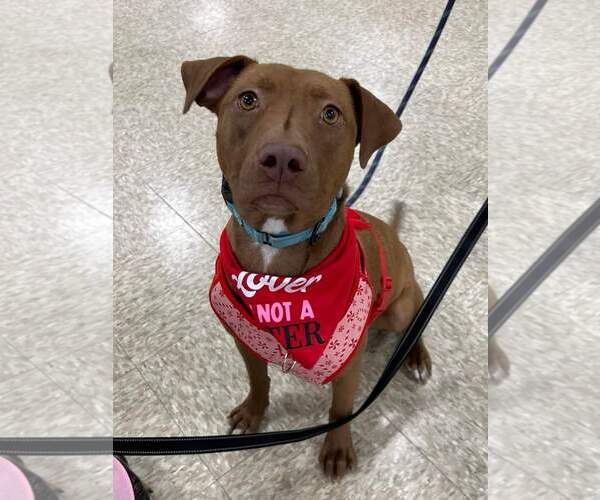 Medium Photo #10 American Pit Bull Terrier-Labrador Retriever Mix Puppy For Sale in Minneapolis, MN, USA