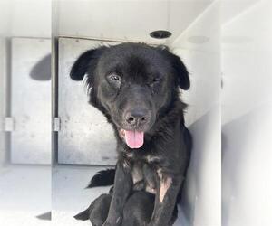 Labrador Retriever-Unknown Mix Dogs for adoption in Houston, TX, USA