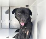A663165 - Female Labrador Retriever-Unknown Mix Dog for Adoption - Small photo