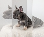 Small #6 French Bulldog