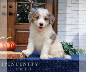 Bernedoodle (Miniature) Puppy for sale in LANCASTER, PA, USA