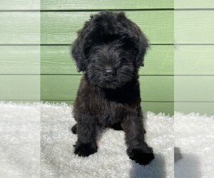 Mini Whoodle (Wheaten Terrier/Miniature Poodle) Puppy for sale in DOSS, MO, USA