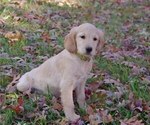 Small Photo #5 Golden Irish Puppy For Sale in SALEM, MO, USA