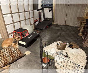 German Shepherd Dog Dogs for adoption in Seattle, WA, USA