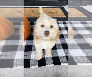 Cock-A-Poo Puppy for sale in FRANKLIN, IN, USA