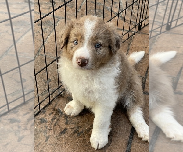 Medium Photo #1 Border-Aussie Puppy For Sale in SILVERDALE, WA, USA