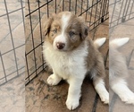 Small Photo #1 Border-Aussie Puppy For Sale in SILVERDALE, WA, USA