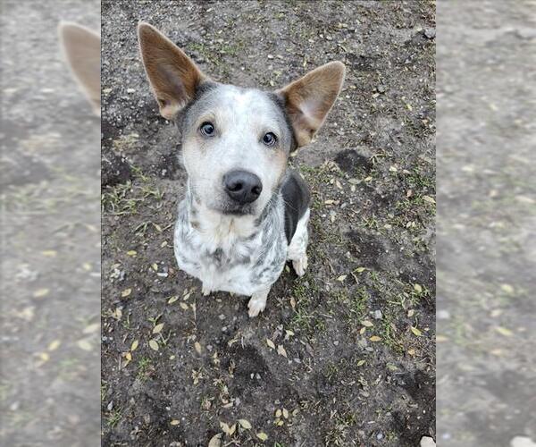 Medium Photo #1 Mutt Puppy For Sale in Conroe, TX, USA