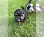 Small Photo #28 Aussiedoodle Miniature  Puppy For Sale in COMMERCE, MI, USA