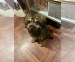 Small #2 Maltese Mix
