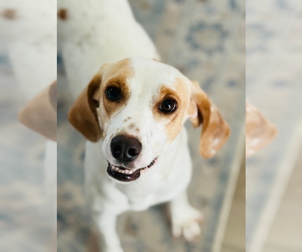 Medium Photo #8 American Foxhound-Beagle Mix Puppy For Sale in Dunnellon, FL, USA