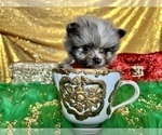Small Photo #24 Pomeranian Puppy For Sale in HAYWARD, CA, USA