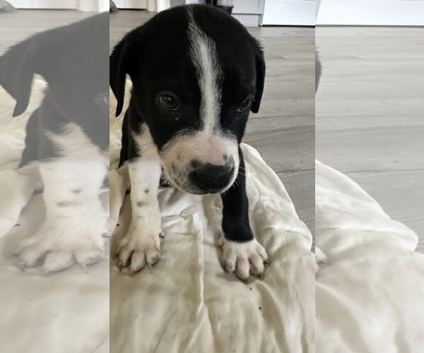 Medium Photo #1 Staffordshire Bull Terrier-Unknown Mix Puppy For Sale in The Woodlands, TX, USA