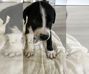 Staffordshire Bull Terrier-Unknown Mix Dogs for adoption in The Woodlands, TX, USA