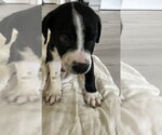 Forest - Male Staffordshire Bull Terrier-Unknown Mix Dog for Adoption - Small photo
