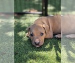 Puppy Tan Boy American Pit Bull Terrier