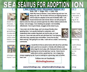 Seamus - Male - Mix Dog for Adoption - Photo #2