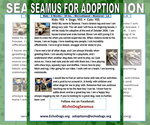 Small Photo #2 - Mix Puppy For Sale in Hoffman Estates, IL, USA