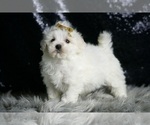 Small Photo #55 Maltipoo (Miniature) Puppy For Sale in WARSAW, IN, USA