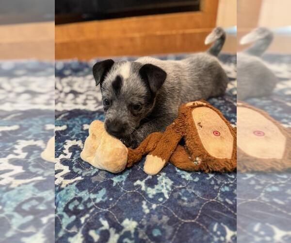 Medium Photo #8 Texas Heeler Puppy For Sale in LAURENS, SC, USA