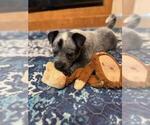 Small #7 Texas Heeler