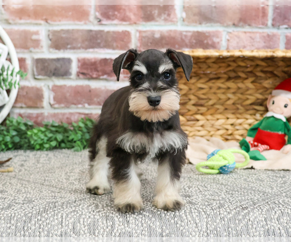 Medium Photo #4 Schnauzer (Miniature) Puppy For Sale in SYRACUSE, IN, USA