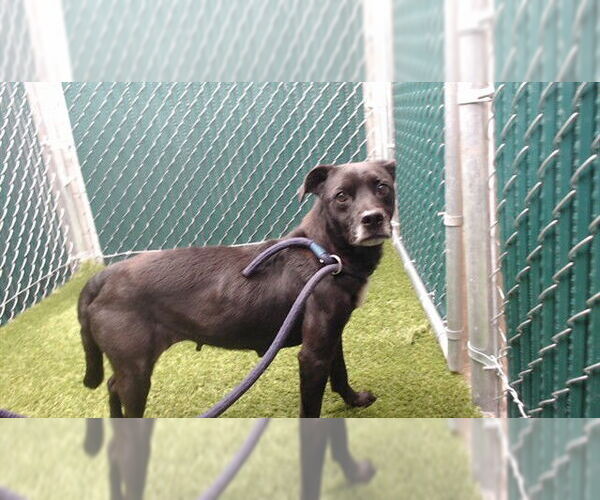 Medium Photo #1 Mutt Puppy For Sale in Downey, CA, USA