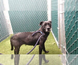 Mutt Dogs for adoption in Downey, CA, USA