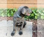 Small #2 Australian Cattle Dog-Labrador Retriever Mix