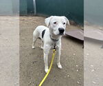 Small #15 American Pit Bull Terrier-Labrador Retriever Mix