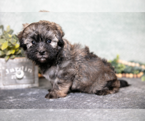 Medium Photo #3 Havanese Puppy For Sale in CLARE, MI, USA